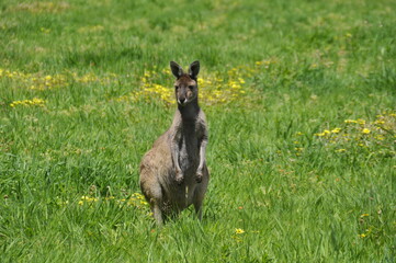 Kangaroos enjoying lush grass in southwest Australia