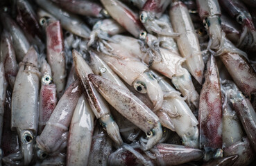 Fresh squid just got up from a fishing boat and sold in Naklua Market Pattaya, Thailand