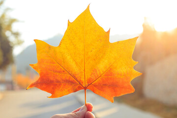 A leaf in a girl's hand