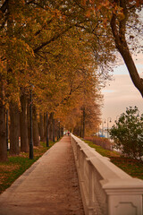 An alley strewn with leaves in an autumn Park.Focus on the middle plan.
