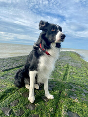 Portrait d'un Border Collie à la côte belge.
