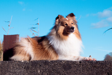 Adorable sable white shetland sheepdog, sheltie outdoors in the field with blue sky background. Adorable small collie, little lassie. Herding dog originated in the Shetland Islands of Scotland