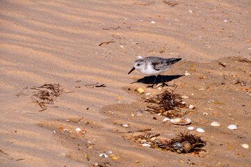 Vogel Sanderling Portugal Faro