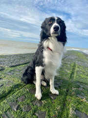Portrait d'un Border Collie à la côte belge.