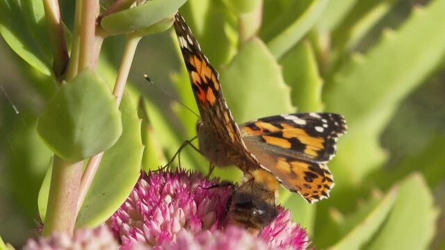 Painted lady butterfly, sedum in an English garden
