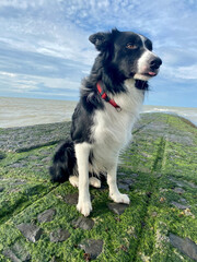 Portrait d'un Border Collie à la côte belge.
