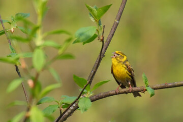 European serin. Bird in spring, male. Serinus serinus