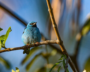 A colorful bird perched on a tree branch on a sunny day