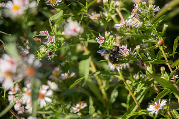 Carpenter bee pollening in the garden with flower background