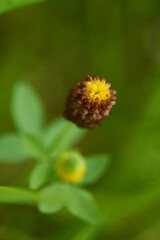  Moor-Klee (Trifolium spadiceum)