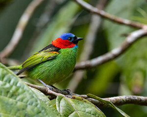 A colorful bird perched on a tree branch on a sunny day