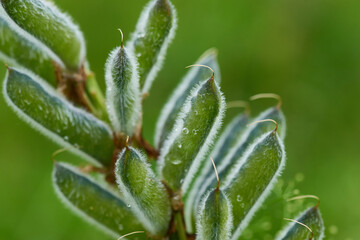 Samenstände einer Lupine im Regen