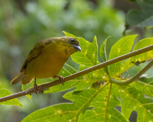 A colorful bird perched on a tree branch on a sunny day