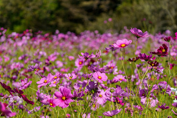 Fototapeta premium コスモス畑