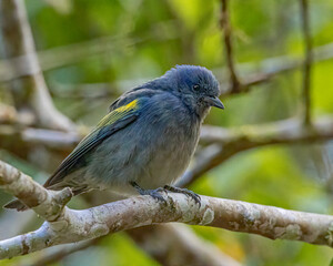 A colorful bird perched on a tree branch on a sunny day