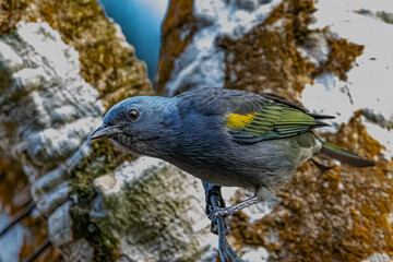 A colorful bird perched on a tree branch on a sunny day