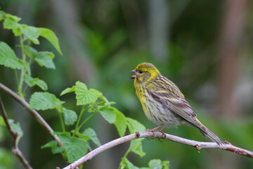 European serin. Bird in spring, male. Serinus serinus