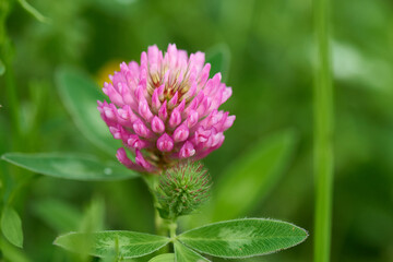 Blüten des Wiesenklee	