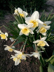 A bush of white daffodils in the sunlight in early spring at the dacha