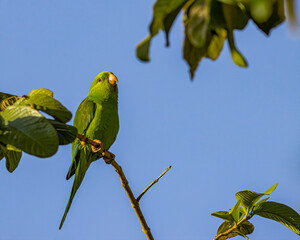 A small , colorful, parakeet perched on a tree branch