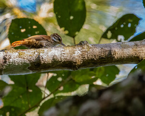 A small bird, with an unusual beak, looking for food over a tree branch