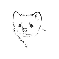 Sable or Martes zibellina, illustration of Sable. sable animal vector sketch illustration