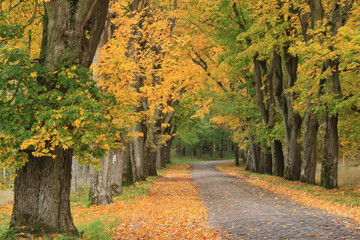 Naklejka premium Allee im Herbst mit Laubbäumen und Kopfsteinpflaster