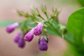 Blüten des Echten Beinwell	