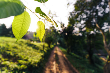 Green tea tree Assam tea leaves on the mountain in the evening