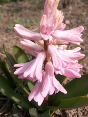 Naklejka premium Pink crocuses in the sun in early spring at the dacha