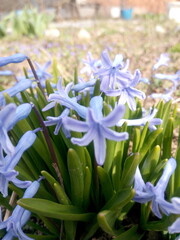 Blue crocuses in the sun in early spring at the dacha