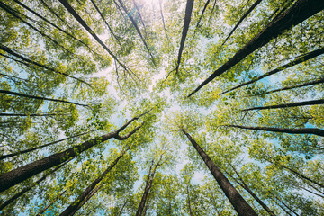 Looking Up In Beautiful Pine Deciduous Forest Trees Woods Canopy. Bottom View Wide Angle Background. Greenwood Forest. Trunks And Branches With Fresh Spring Lush