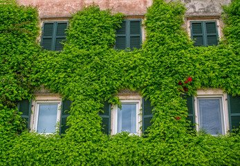 View of old house facade with wall and windows covered by overgrown  campsis creeper plant.