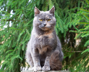 cat sits in the street between the branches of spruce