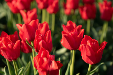 tulips