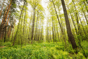 Fototapeta na wymiar Fresh Spring Green Leaves Lush In Deciduous Forest. European Nature