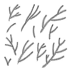 Doodle tree fir tree. Spruce branch. Black and white outline. Drawn by hand. Vector illustration isolated from background. Set