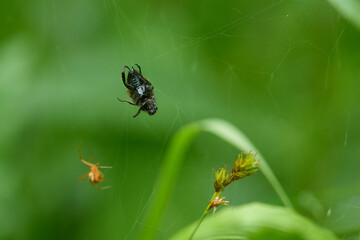Gartenlaubkäfer (Phyllopertha horticola) gefangen in einem Spinnennetz	