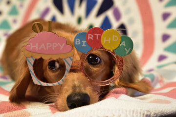 ハッピーバースデーパピー