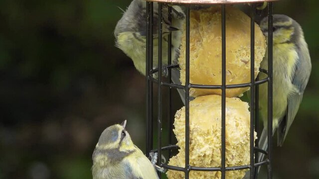 Blue tits feed on a fat ball hanging in an English back garden