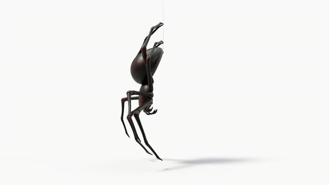 hanging black spider. with red skin details. suitable for horror, halloween, arachnid and insect themes. 3d illustration, side view