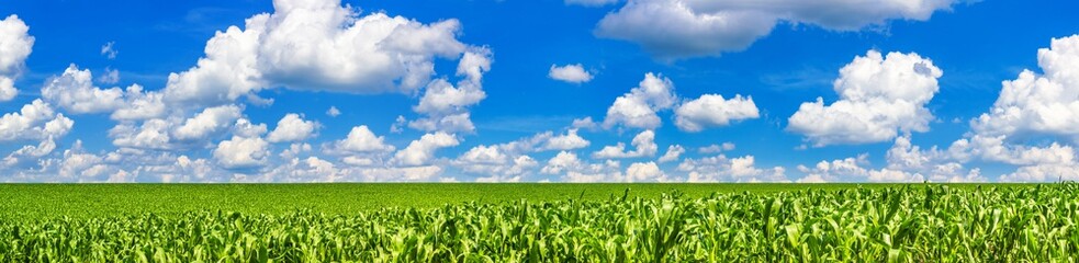 Rural landscape, panorama, banner - field of young corn on sunny hot summer day under the sky with...