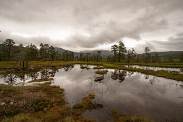 Obraz premium Anderdalen National Park, Senja, Norway