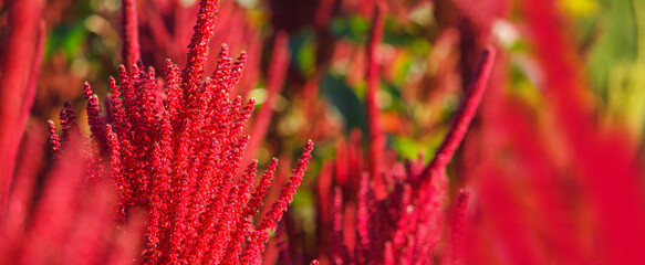Red flowers of edible amaranth close-up against the background of amaranth plants planted in the field. Selective focus. Agricultural background, banner.