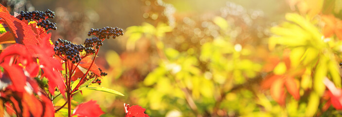Autumn view of black elderberry in the rays of the autumn sun, banner with selective focus and...