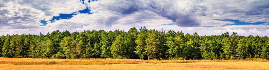 Harvested wheat field in the rays of the summer sun against the background of a young forest. Rural scenery, panorama, banner