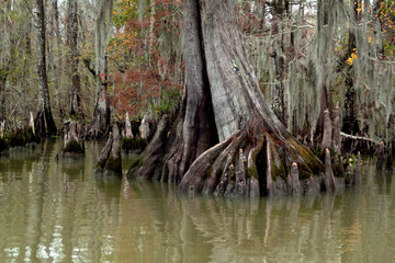 Cypress Trees in Swamp