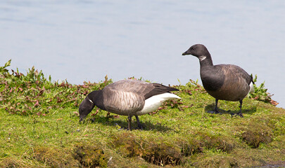 Dark-bellied Brent Goose, Branta bernicla