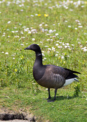 Dark-bellied Brent Goose, Branta bernicla