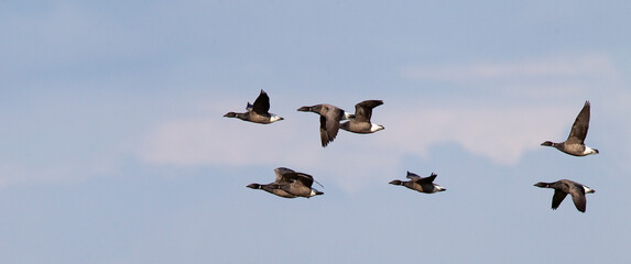 Dark-bellied Brent Goose, Branta bernicla